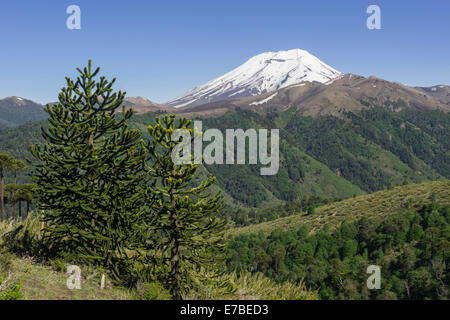 Monkey Puzzle Tree (Araucaria araucana) and Lonquimay volcano, Lonquimay, Región de la Araucanía, Chile Stock Photo