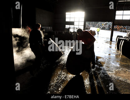 Coopers work on whisky casks at the Speyside Cooperage in Craigellachie, Scotland. Stock Photo