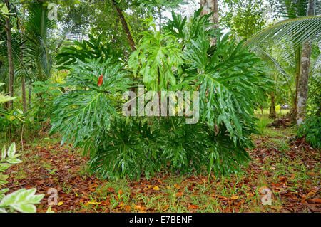 big leaves of lacy tree philodendron, Bocas del Toro, Panama, Central America Stock Photo