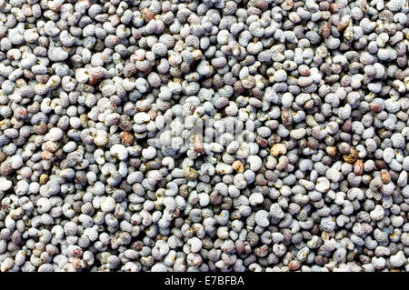 Macro poppy seeds background surface. Stock Photo