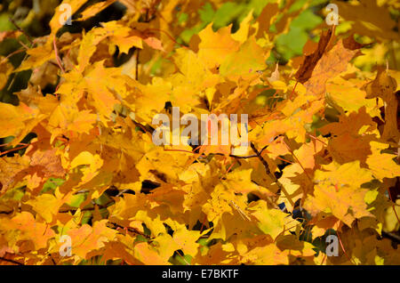 Yellow Maple Leaves Stock Photo