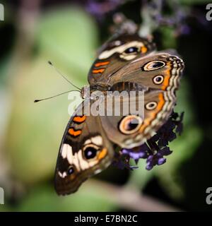 Common Buckeye Junonia Coenia Stock Photo