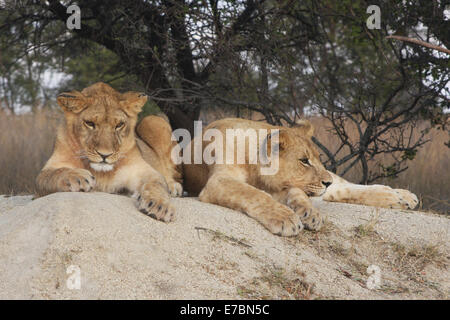 Lion Panthera leo.  A pair of young lion resting on a rock in the mid-day sun planning there next mischief Stock Photo