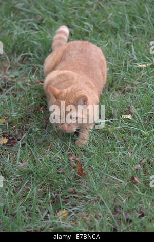 Cat in grass stalking Stock Photo