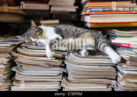 A white and tabby cat sleeping on a pile of magazines in Venice, Italy Stock Photo