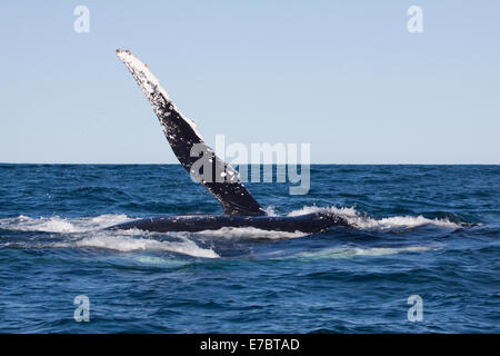 Adult Humpback Whale (Megaptera novaeangliae) slapping its flipper on the surface in Byron Bay, New South Whales, Australia Stock Photo