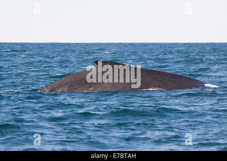 Adult Humpback Whale (Megaptera novaeangliae) surfacing in Byron Bay, New South Whales, Australia Stock Photo