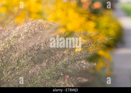 Calamagrostis brachytricha. Korean feather reed grass in flower in an herbaceous border. Stock Photo