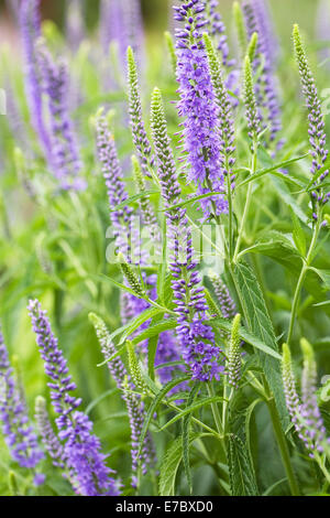 Veronica orchidea growing in an herbaceous border. Speedwell flowers. Stock Photo