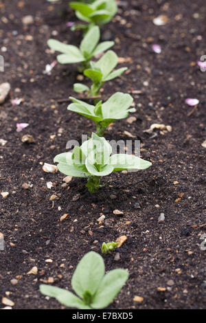 Vicia faba 'Martock'. Newly planted Broad Beans. Stock Photo