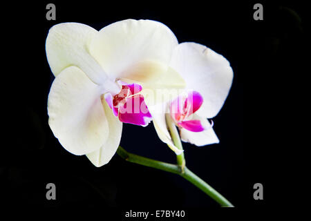 White orchid in full bloom Stock Photo
