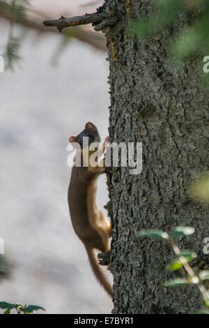 Long-tailed weasel in the Canadian Rockies Stock Photo