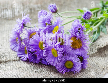 Magenta asters flowers over rustic background, selective focus Stock Photo