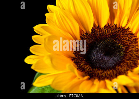 Sun flower closeup Stock Photo