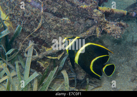 juvenile French angelfish Stock Photo