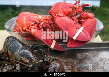 Live and Cooked Lobster on Grand Manan New Brunswick Stock Photo