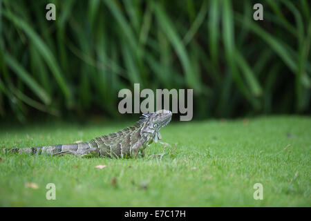 Honduran paleate spiny-tailed iguana Stock Photo