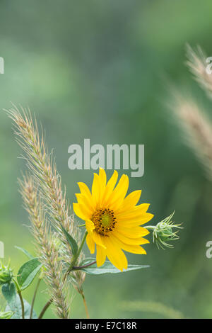 Maximilian sunflowers with green background Stock Photo
