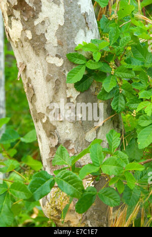 Western Sycamore (Platanus racemosa) with poison oak, Marian R Bear Memorial Park, San Diego, California Stock Photo