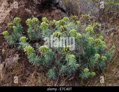 Echium brevirame (Spanish common name is arrebol), endemic to the island of La Palma, growing here on the cliff top at El Time Stock Photo
