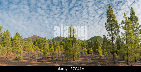 Pine forest on young volcanic deposits, with cones of Pico Birigoyo, Volcan de San Juan and El Gallo, in background Stock Photo