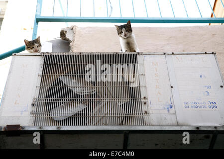 two stray cat sitting on aircondition at shop in old city of acre in northern israel Stock Photo