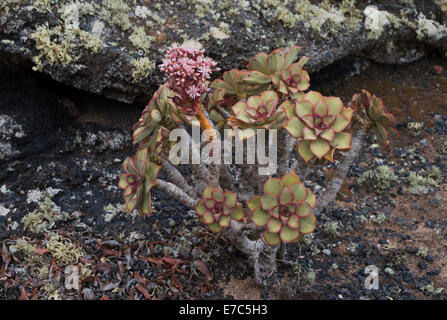 Large pink-flowering Aeonium lancerottense (stonecrop, houseleek) on lichen-covered lava at Masdache, Lanzarote Stock Photo
