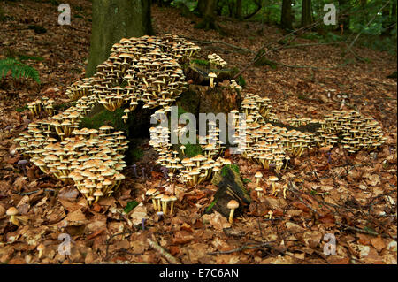 Løgstrup, Viborg, Denmark, Saturday 13 September 2014: Sulphur Tuft fungus (Hypholoma fasiculare) growing on an old mossy tree stump. Due to heavy rain and relatively high warm temperatures this autumn/fall, the mushrooms are plenty. Right  now is a good time to collect them. Stock Photo