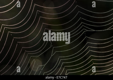 Close-up of beads of morning dew on the threads of a spider's web. Stock Photo