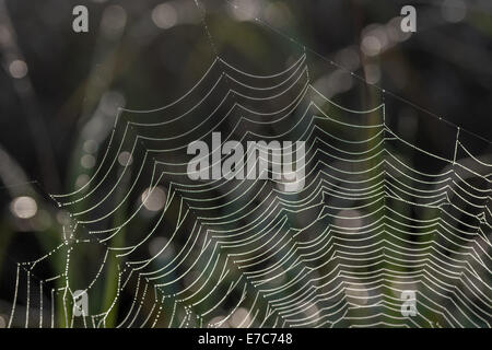 Close-up of beads of morning dew on the threads of a spider's web. Stock Photo