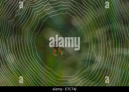 Macro-photo of garden spider in the centre of its web, beads of morning dew stuck to the web threads and on the rear end of the spider. Stock Photo