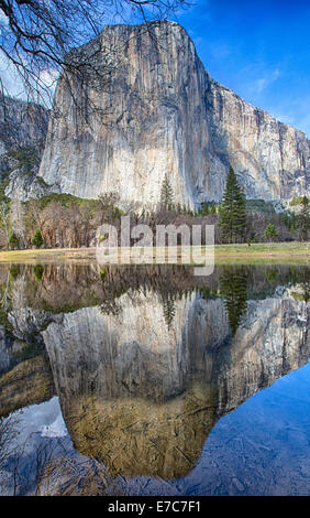El Capitan is reflected in the still waters of the Merced River. Yosemite National Park, California