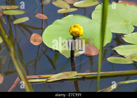 Yellow Water-lily or Brandy-bottle (Nuphar lutea). Amphibious Bistort (Polygonum amphibium), leaves on surface with young leaves Stock Photo