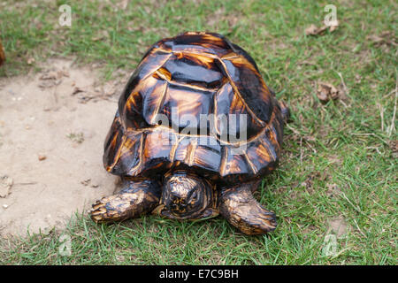Tortoise cut and carved from a block of wood using a chainsaw. Garden ornament. On display Aylsham Agricultural Show. Norfolk. Stock Photo