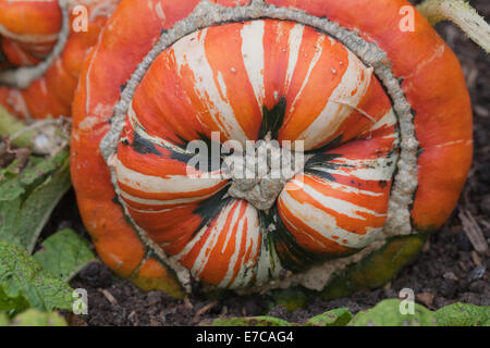 Turk's Turban Pumpkin, Gourd or Squash (Cucurbita maxima). Cultivated ornamental fruits, or 'vegetables'. Stock Photo