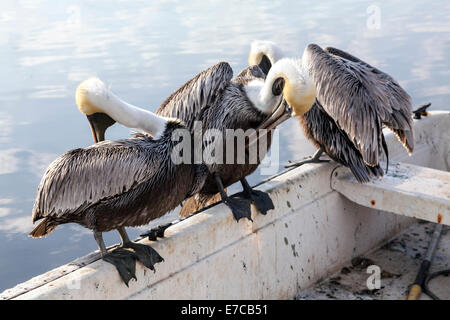A squadron, pod or scoop of mature adult Brown Pelicans (Pelecanus occidentalis) sit on gunwale of small boat preening, USA. Stock Photo