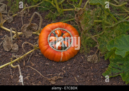 Turk's Turban Pumpkin, Gourd or Squash (Cucurbita maxima). Cultivated ornamental fruits, or 'vegetables'. Stock Photo
