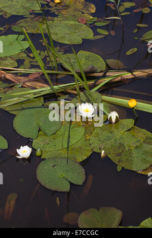 White Water-lilies (Nymphaea alba) and Yelow Water- lily (Nuphar lutea). Calthorpe Broad, NNR.  SSSI. Norfolk. Stock Photo