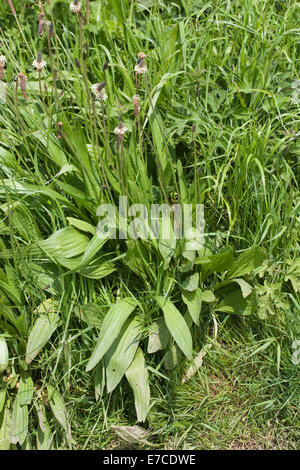 Ribwort or Narrow-leaved Plantain (Plantago lanceolata). Flowers and leaves. Roadside verge. June. Ingham. Norfolk. UK. Stock Photo