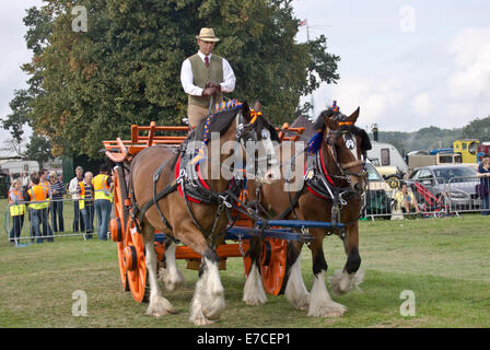 Bedfordshire steam & country fayre, Old Warden Park, Shuttleworth, UK.Shire horses and cart on show in the display arena. Credit:  Scott Carruthers/Alamy Live News Stock Photo