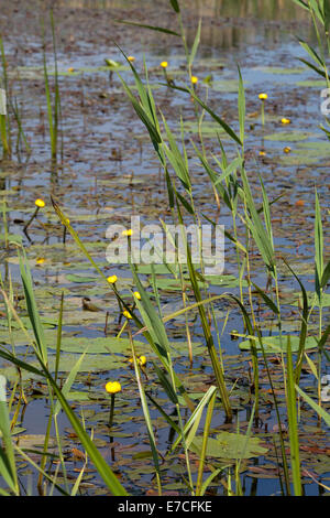 Yellow Water-lily or Brandy-bottle (Nuphar lutea). Amphibious Bistort (Polygonum amphibium), leaves on surface with young leaves Stock Photo