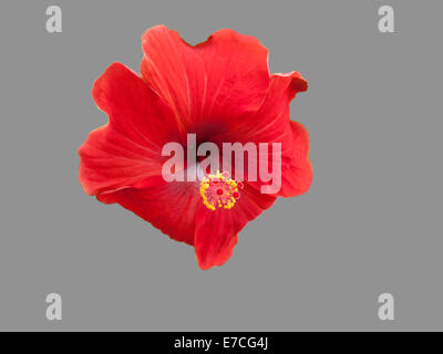 Hibiscus flower isolated on grey Stock Photo