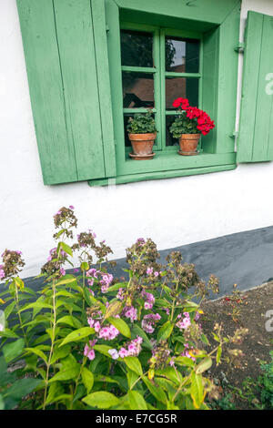 Pelargonium in pots on rural house window sill Central Bohemia, Czech Republic Stock Photo