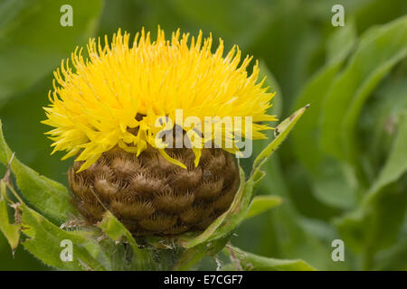 Yellow Safflower (Carthamus tinctorius) flower close-up Stock Photo