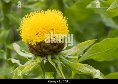 Yellow Safflower (Carthamus tinctorius) flower Stock Photo