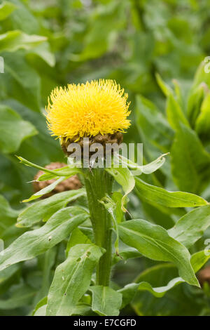 Yellow Safflower (Carthamus tinctorius) flower Stock Photo