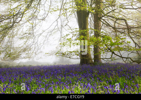 Bluebells and beech trees on a misty morning in Grovely Wood, near Wilton in Wiltshire, England. Stock Photo
