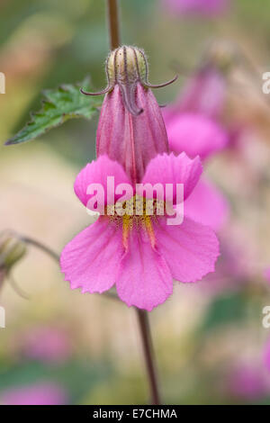 Rehmannia elata. Chinese foxglove flowers. Stock Photo