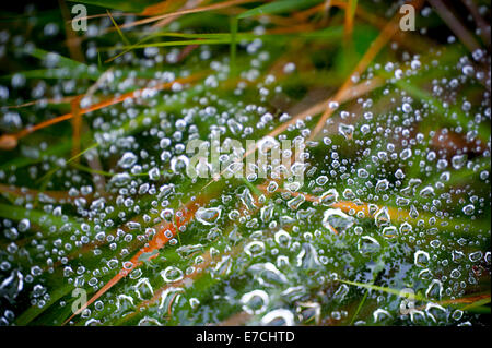 Raindrops collect on a spider web on blades of grass Stock Photo