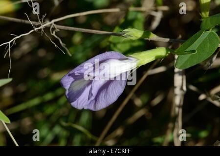 Spurred Butterfly Pea Stock Photo